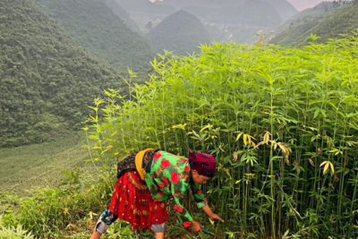 Discover Hemp in Ha Giang Loop: The Fabric Revolution