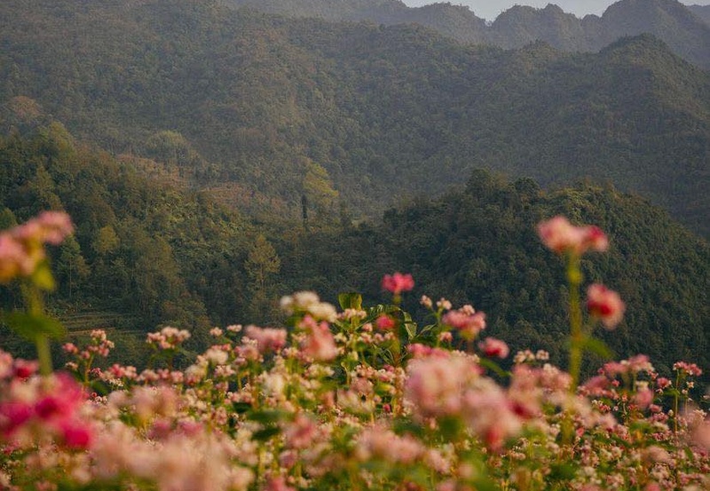 Buckwheat Flowers: The Beauty of Ha Giang Loop
