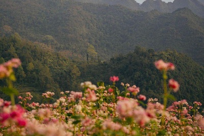 Buckwheat Flowers: The Beauty of Ha Giang Loop