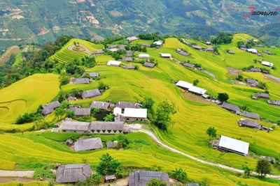 Exploring Ha Giang Loop: The Lush Tea Plantations