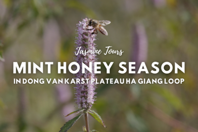Explore Mint Honey Season in Dong Van Karst Plateau Ha Giang Loop