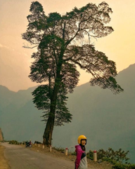 "Single tree" view point