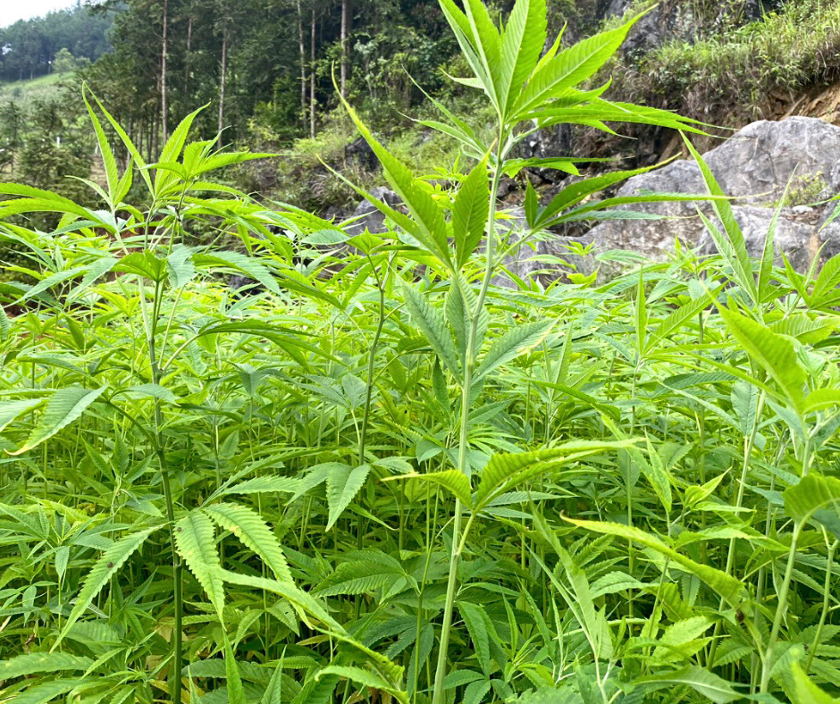 ha giang loop