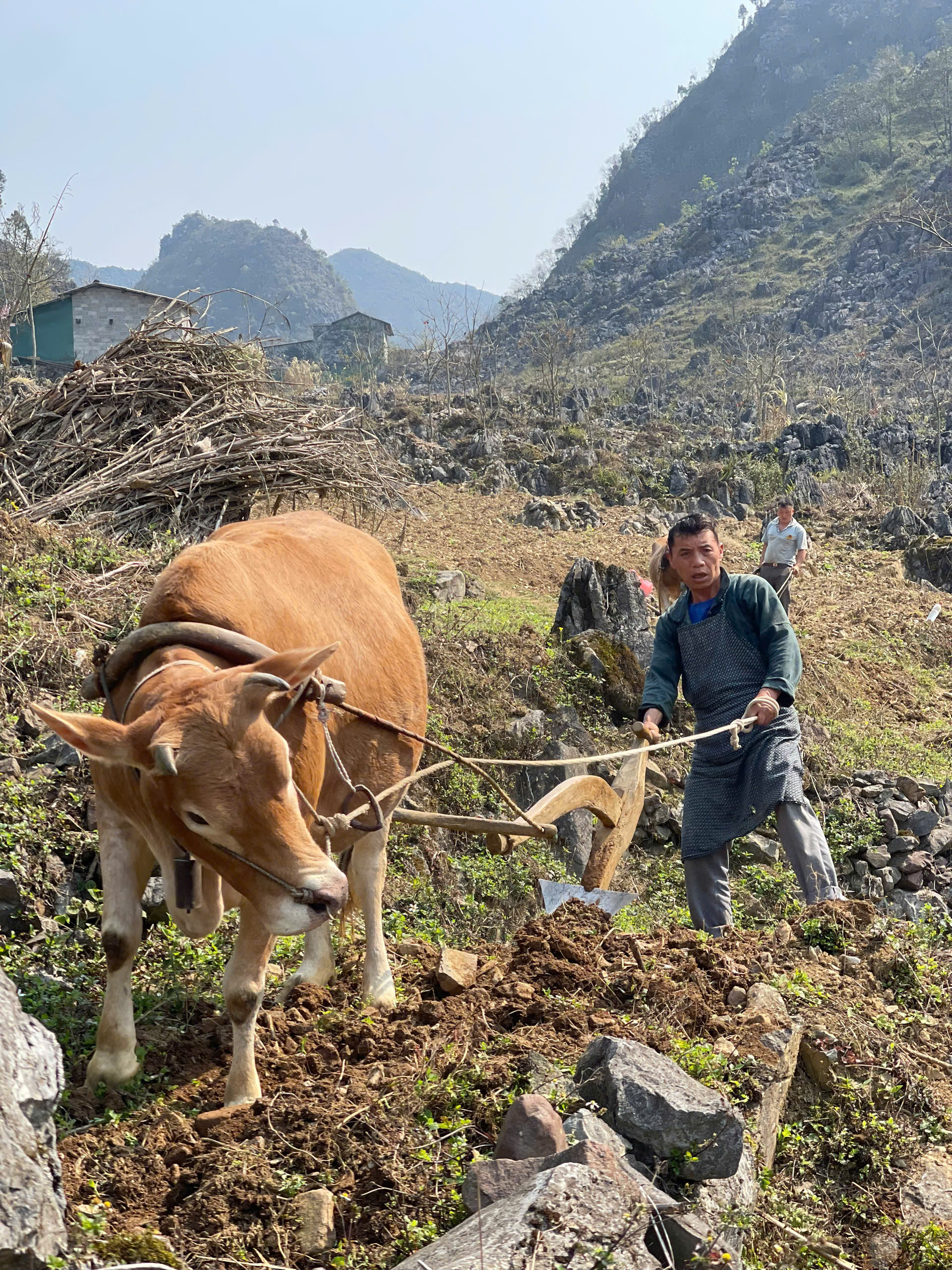 Ha Giang Loop cattle farming