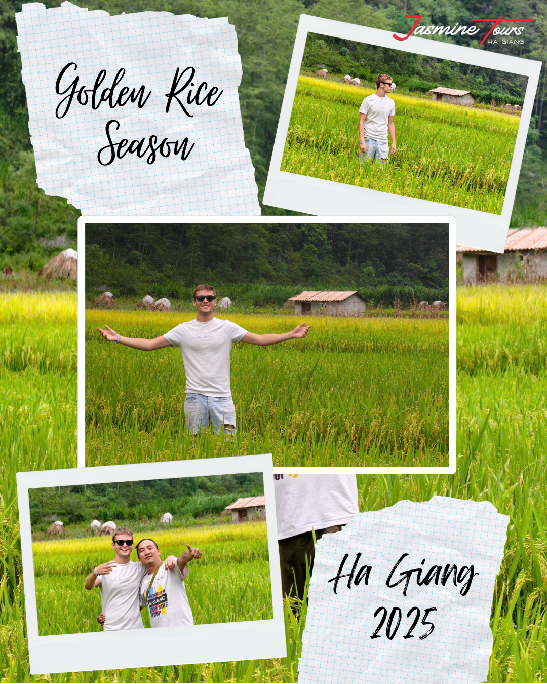 golden rice season on ha giang loop in autumn 2025 