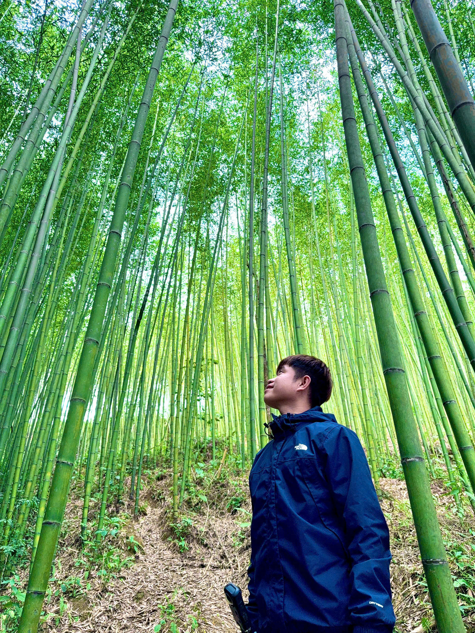 Cao Bang Itinerary bamboo