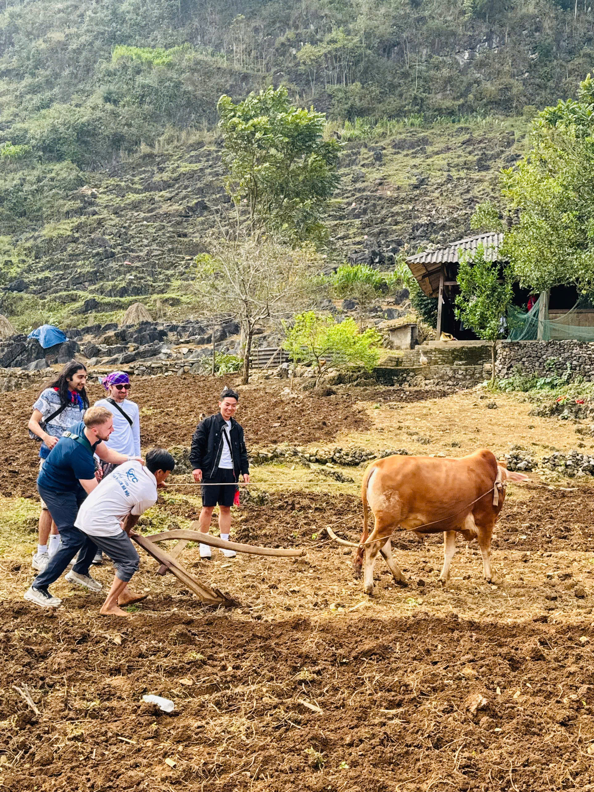 Ha Giang Loop Vietnam Cow