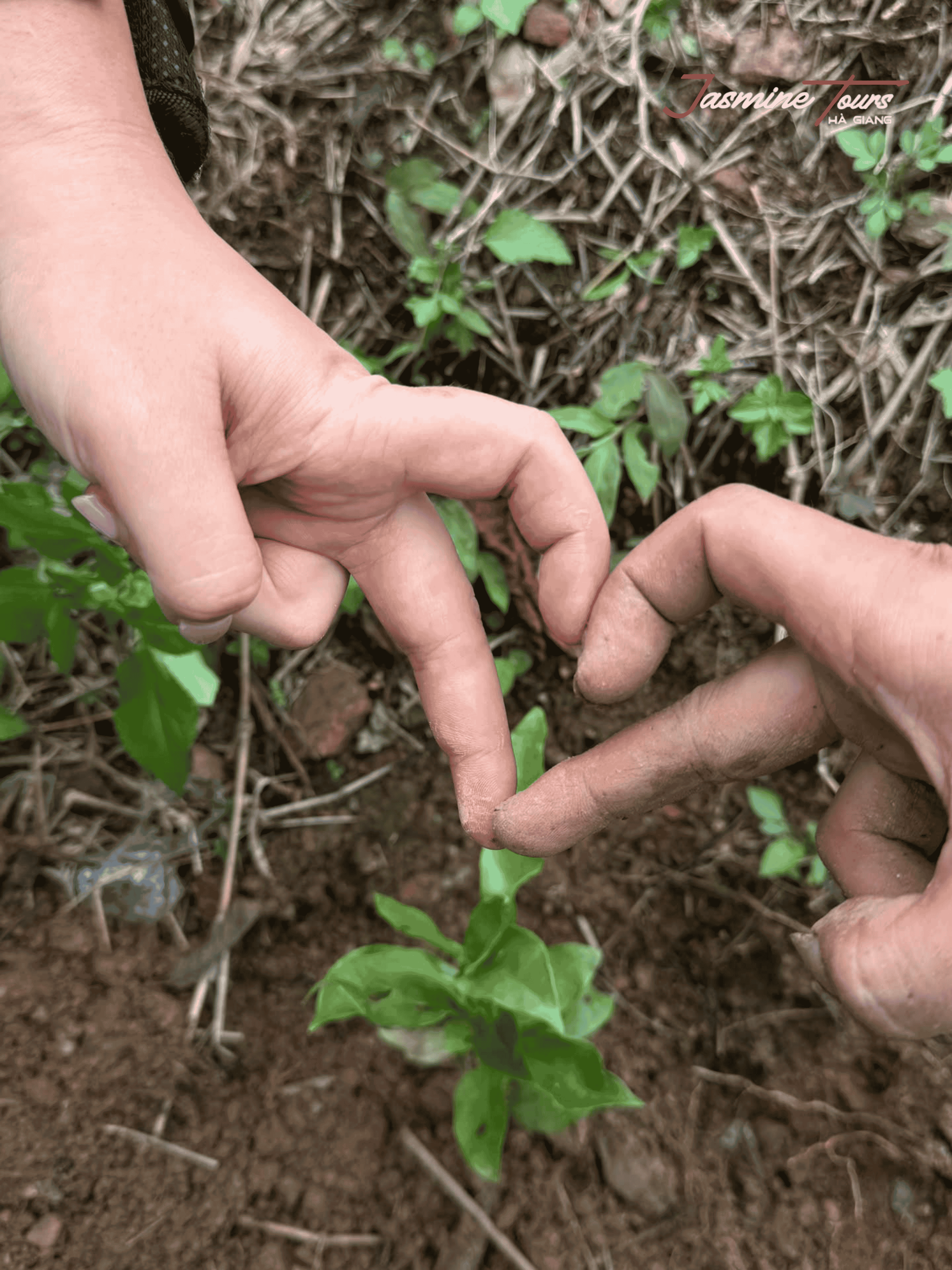 Ha Giang Loop Price plant tree