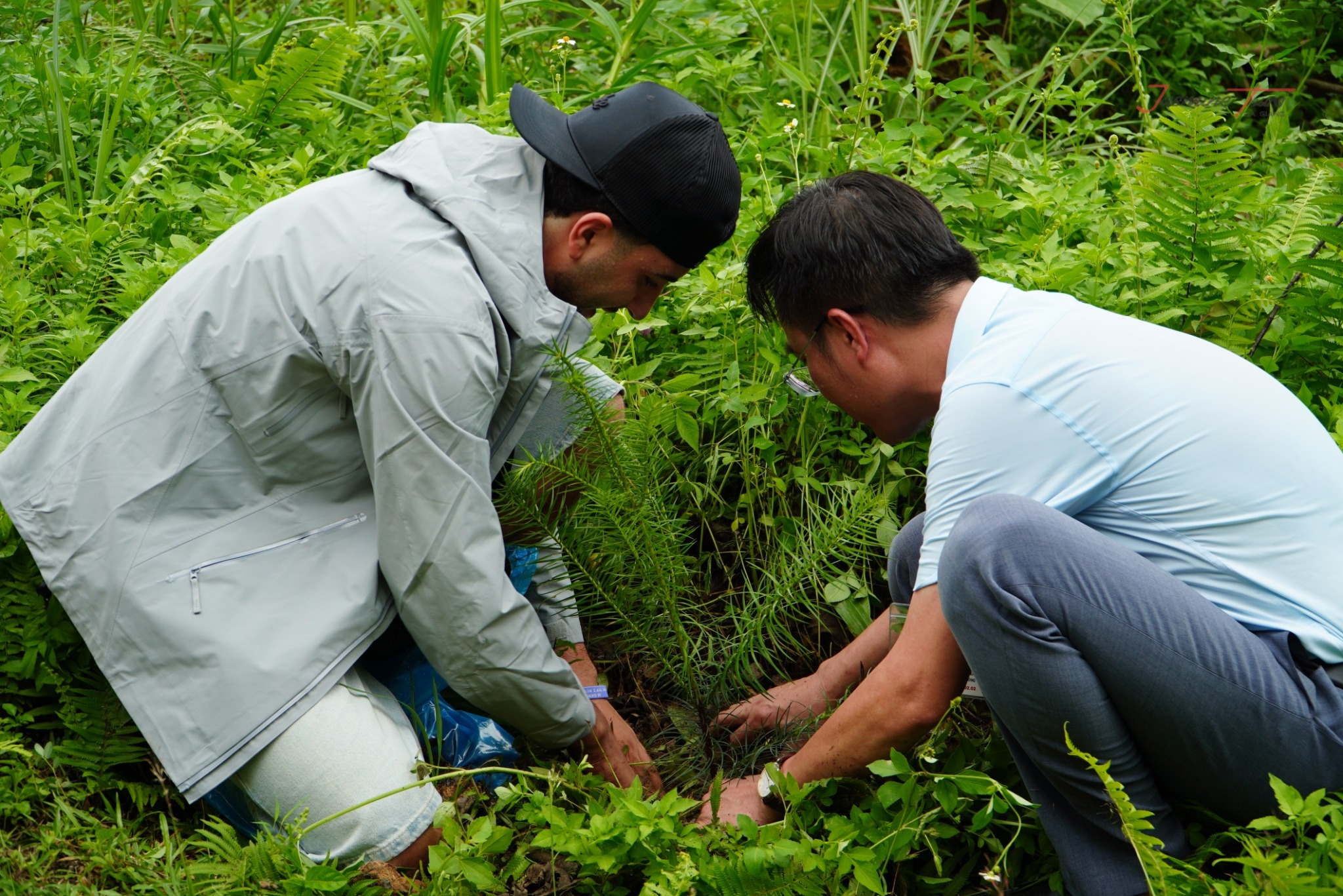 Tham Ma Pass Plant Tree