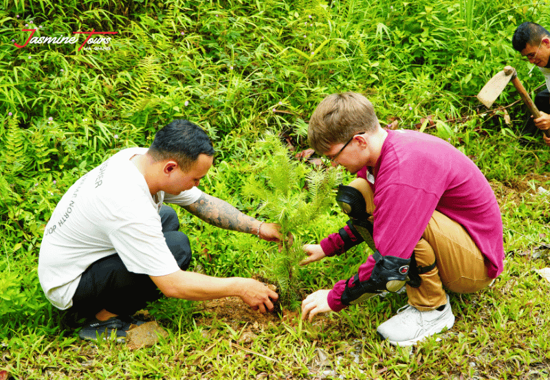 Ha Giang Loop Weather plant tree